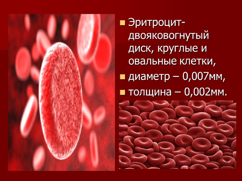 Эритроцит-двояковогнутый диск, круглые и овальные клетки, диаметр – 0,007мм, толщина – 0,002мм.